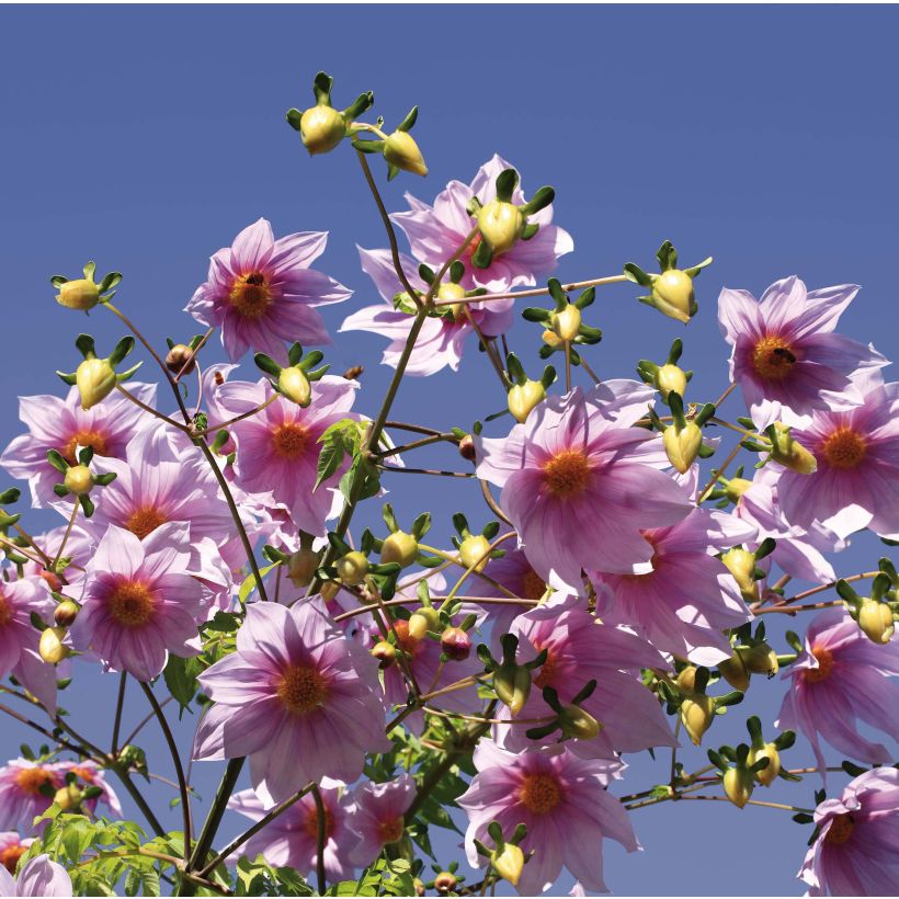 Dahlia imperialis (Fioritura)