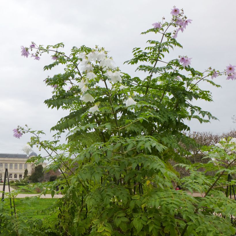 Dahlia imperialis (Porto)