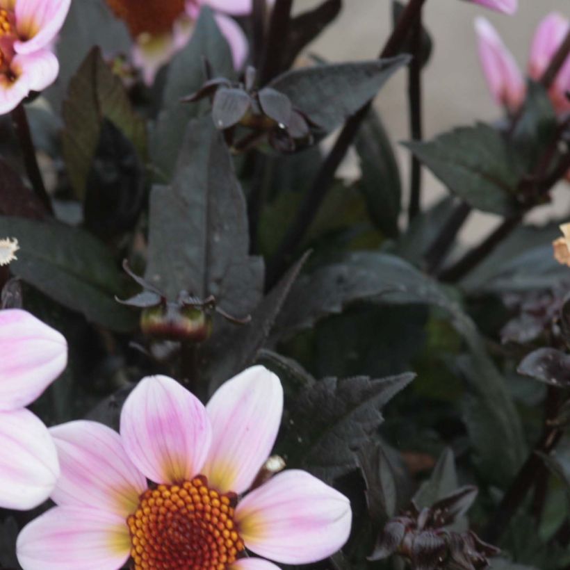 Dalia nana Dark Angels American Pie (Foliage)