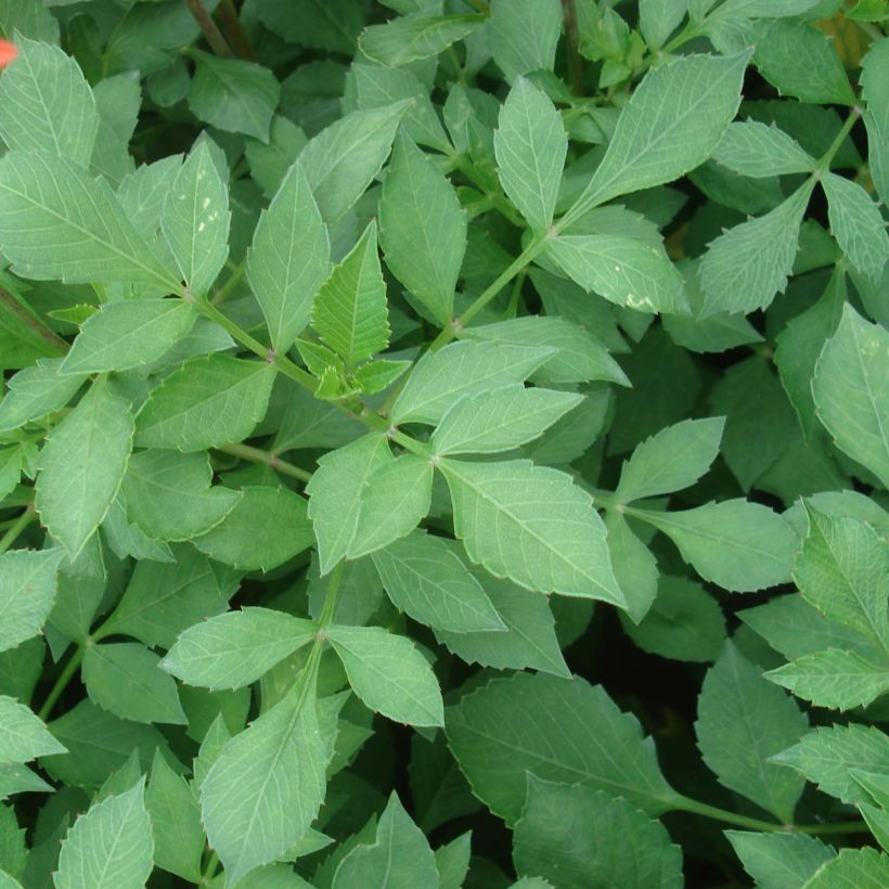 Dalia nana Jewel Orange (Foliage)