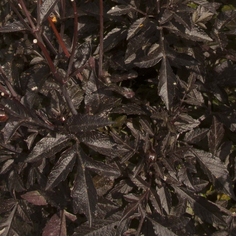 Dalia nana Dark Angels Taxi Driver (Fogliame)