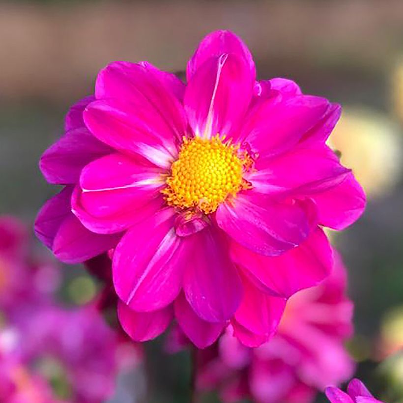 Dalia Miracle Purple (Fioritura)