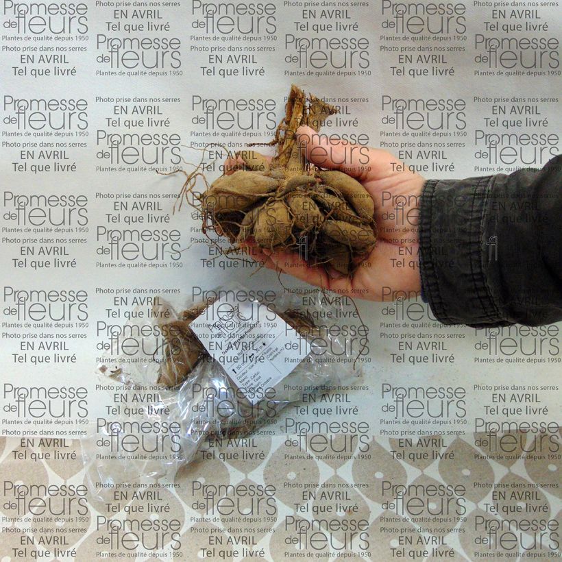 Esempio di esemplare Dalia Priceless Pink Bulbo taglia I come consegnato