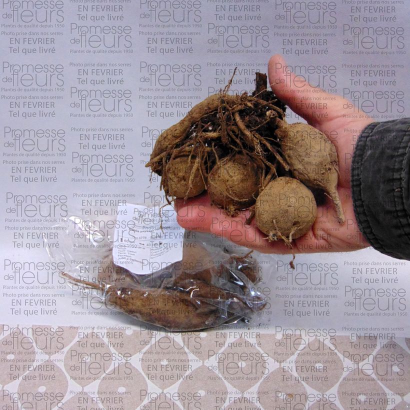 Example of Dalia Sunshine Bulbo taglia I as you get