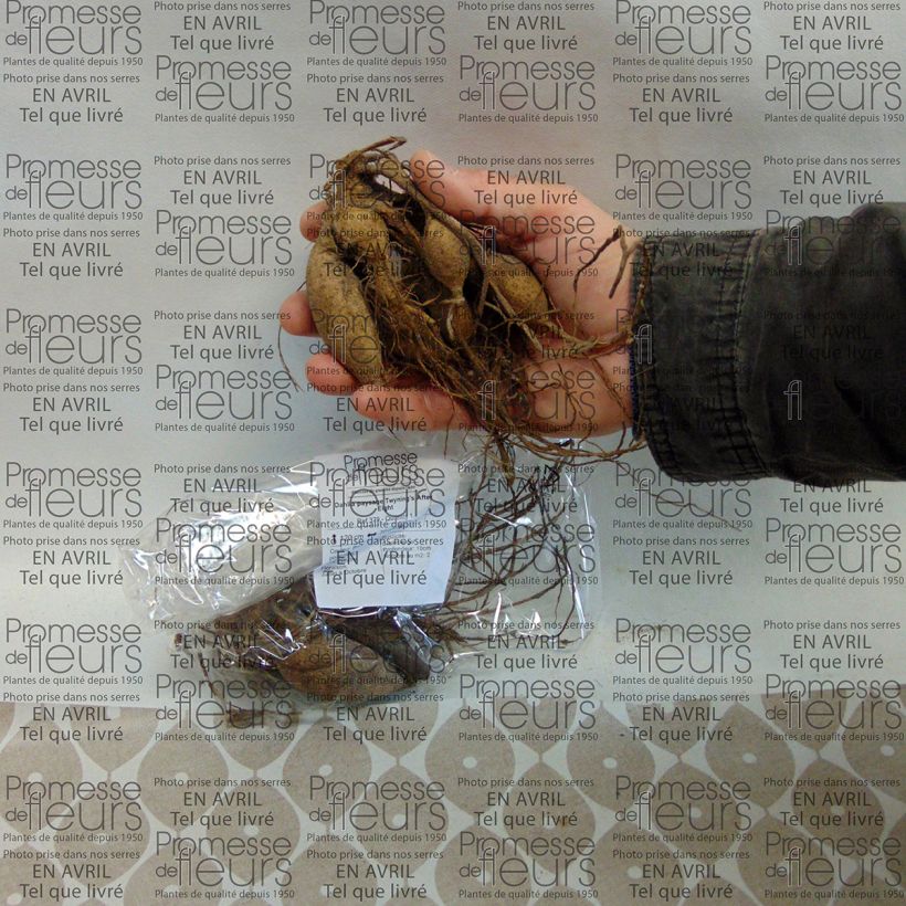 Esempio di esemplare Dalia Twinings After Eight Bulbo come consegnato