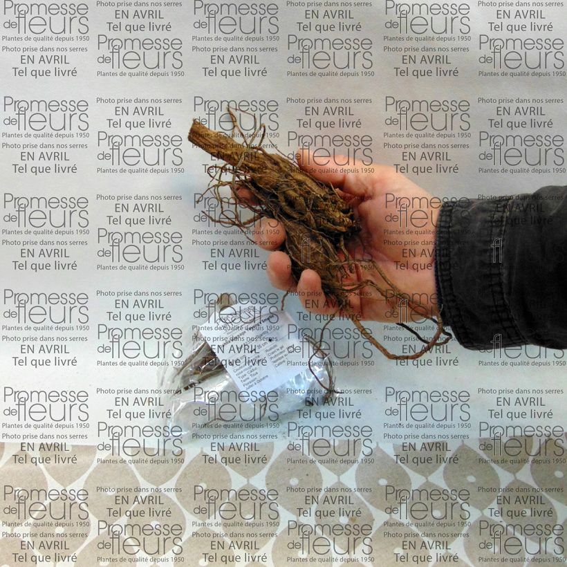 Esempio di esemplare Dalia Twyning's Smartie Bulbo taglia I come consegnato