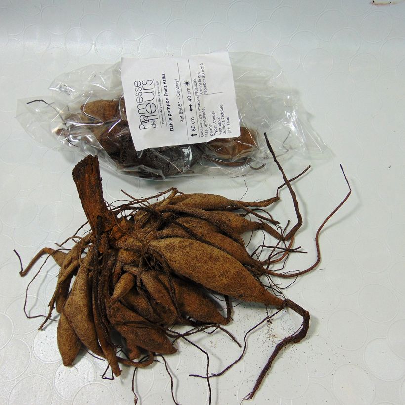 Esempio di esemplare Dalia ball Franz Kafka Bulbo taglia I come consegnato