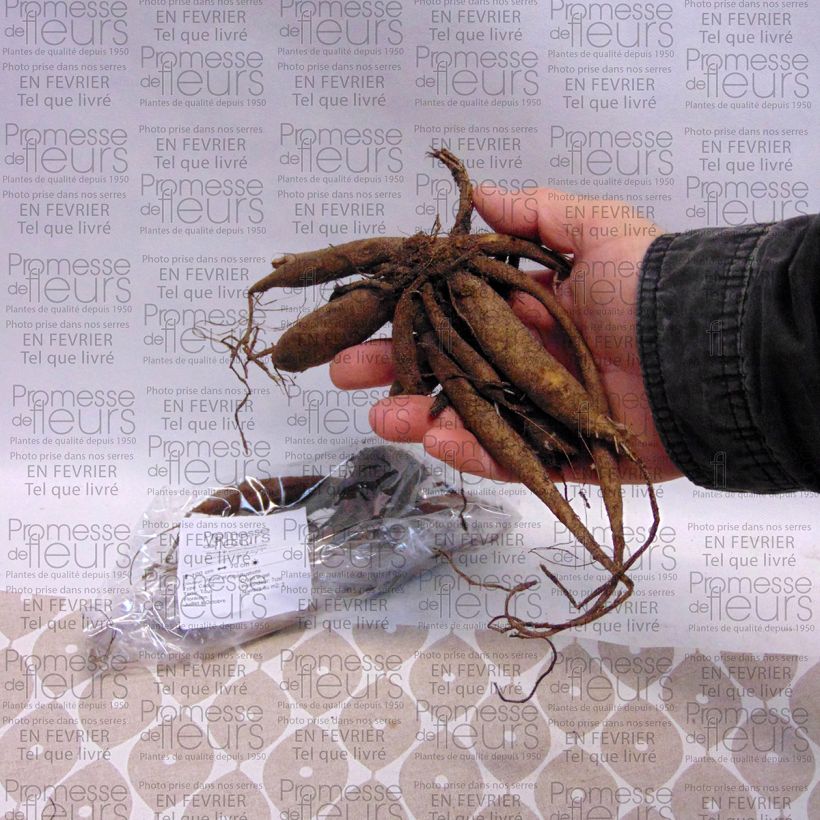 Example of Dalia ball Icoon Bulbo taglia I as you get