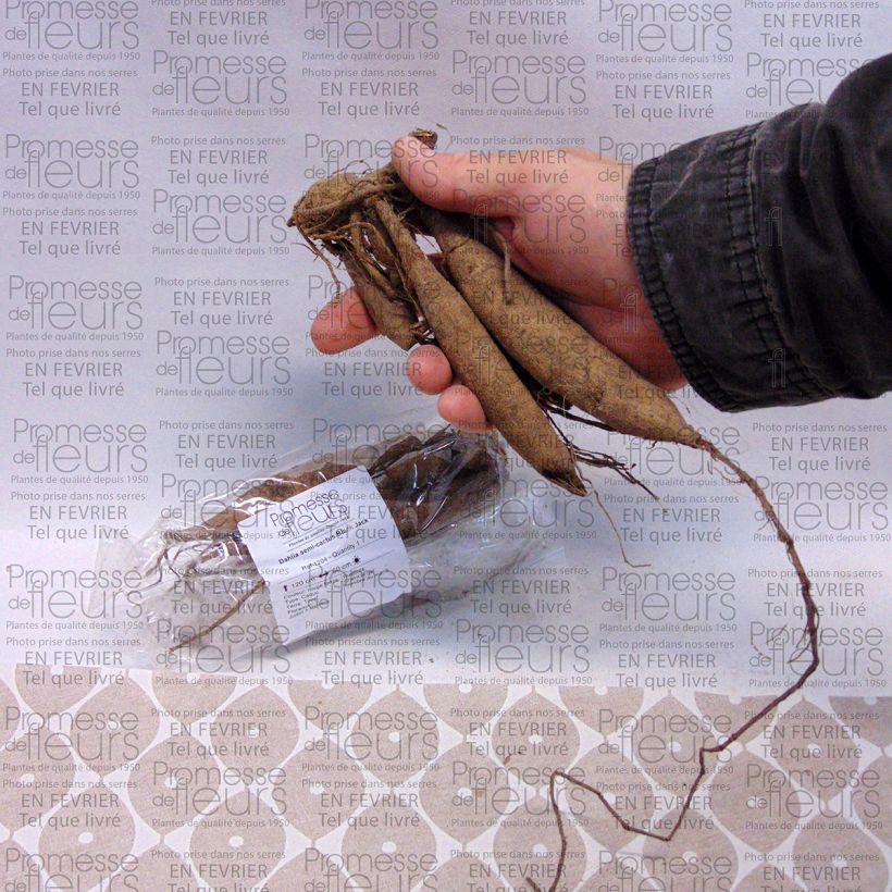 Esempio di esemplare Dalia cactus Black Jack Bulbo taglia I come consegnato