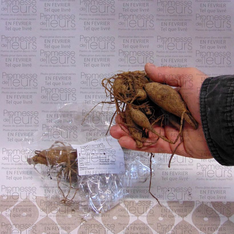 Example of Dalia cactus Okapi Sunset Bulbo taglia I as you get