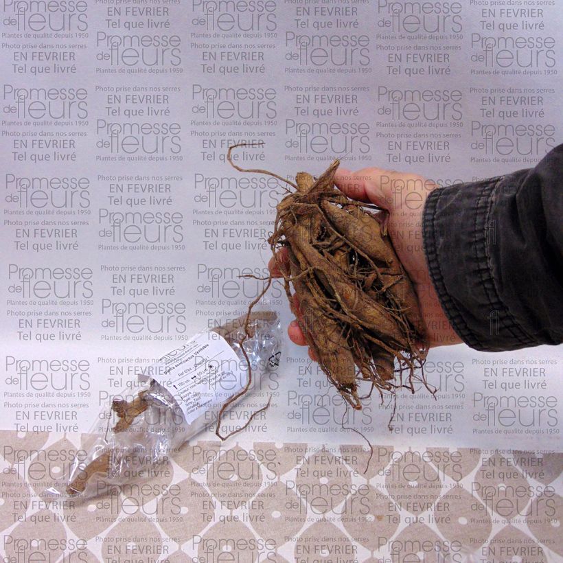 Example of Dalia cactus Veritable Bulbo taglia I as you get