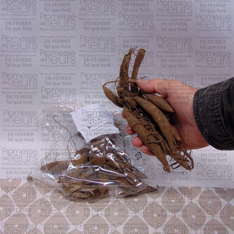 Esempio di esemplare Dalia cactus Witteman's Best Bulbo taglia I come consegnato