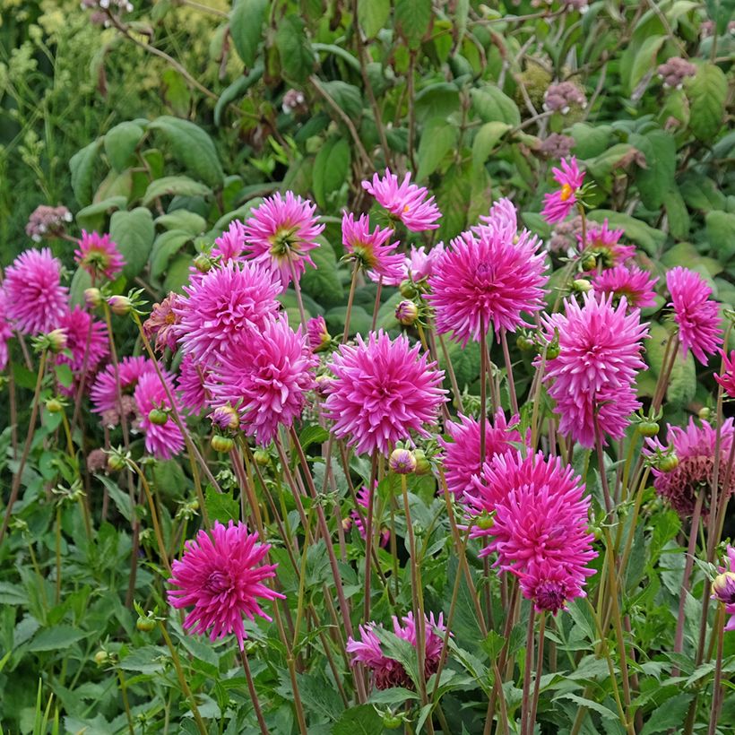 Dalia Purple Gem (Porto)