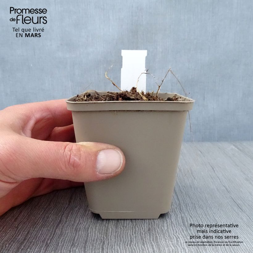 Dalea candida Vasetto da 8/9 cm esemplare consegnato in primavera