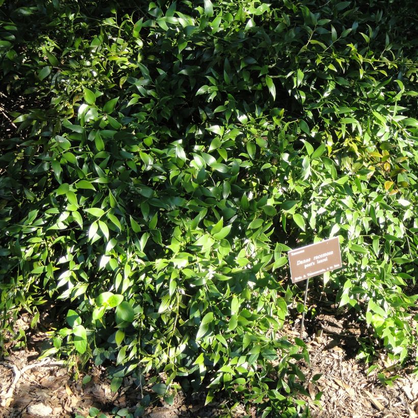 Danae racemosa - Lauro d'Alessandria (Plant habit)