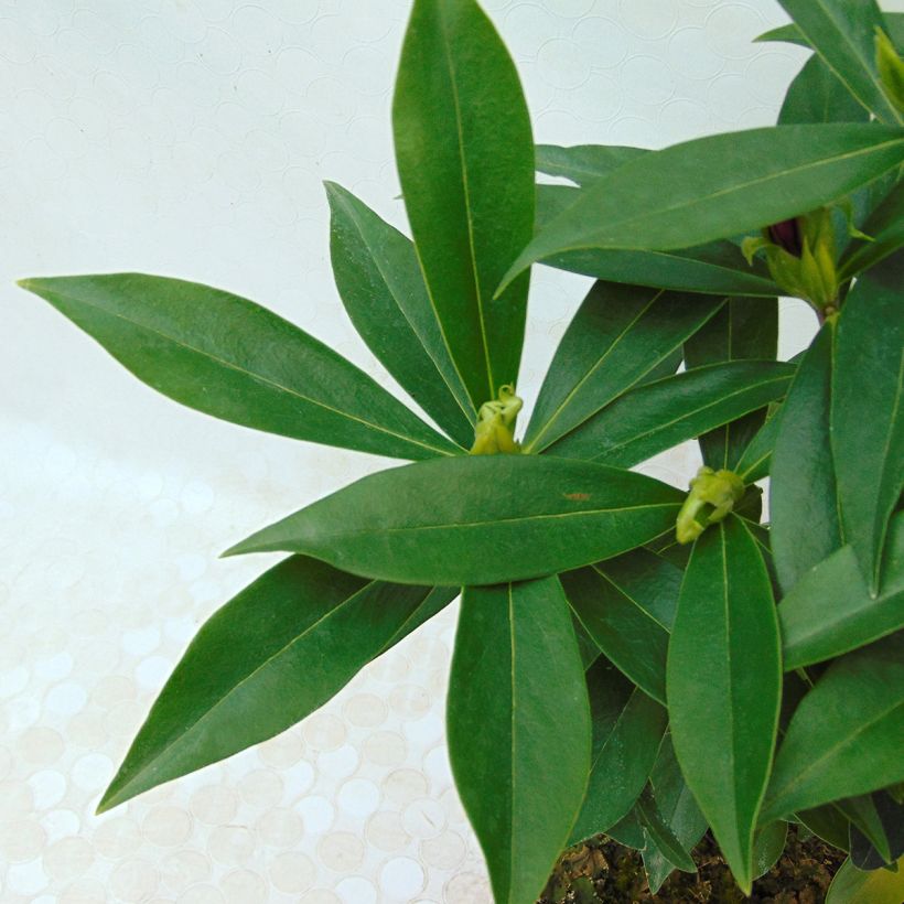 Daphne Perfume Princess - Dafne (Foliage)