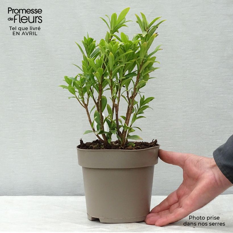 Example of Daphne Perfume Princess - Dafne Vaso da 2L/3L as you get in printemps