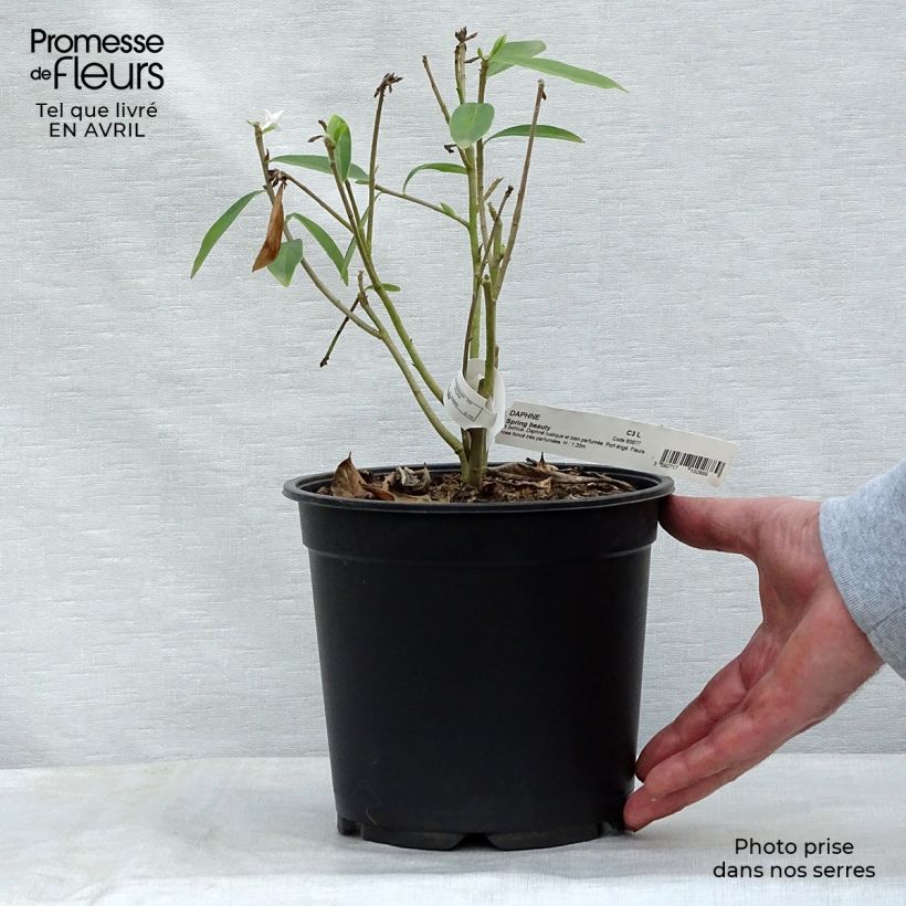 Daphne Spring Beauty - Dafne Vaso da 3L/4L esemplare consegnato in primavera