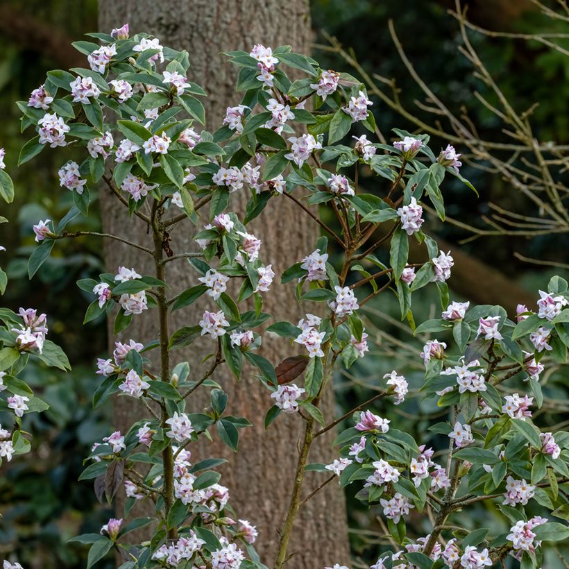 Daphne bholua - Dafne (Plant habit)