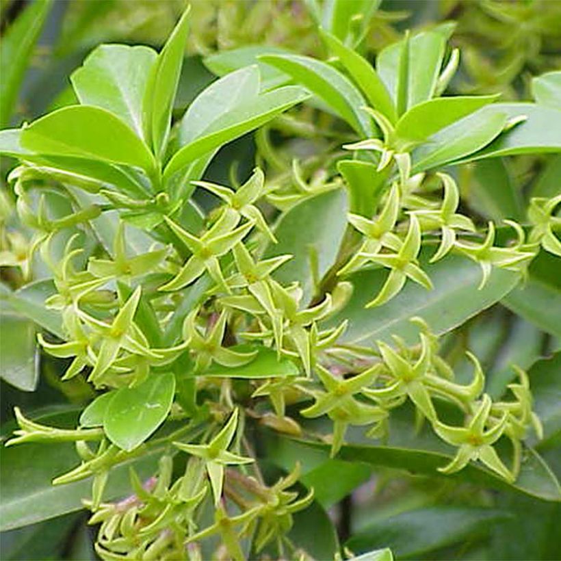 Daphne laureola subsp. philippi - Dafne (Flowering)