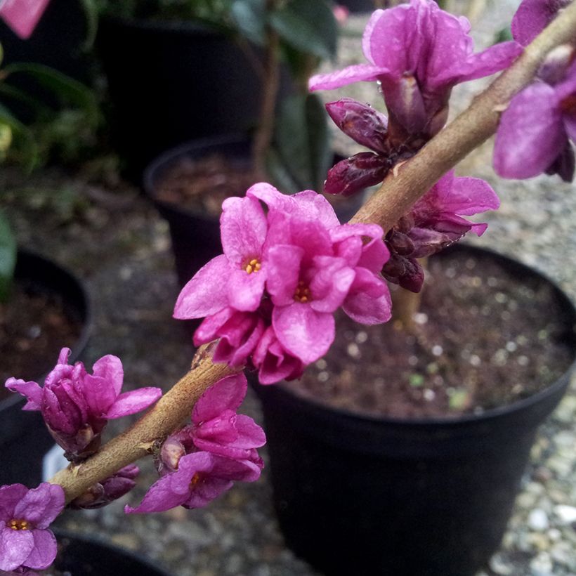 Daphne mezereum var. rubra - Dafne mezereo (Fioritura)