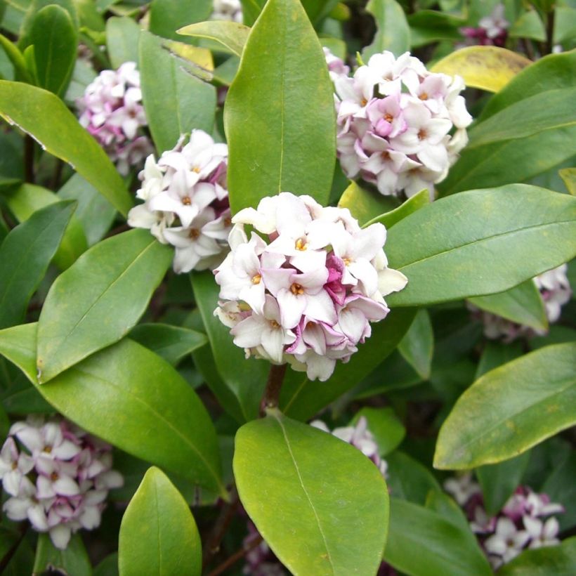Daphne odora - Dafne odorosa (Foliage)