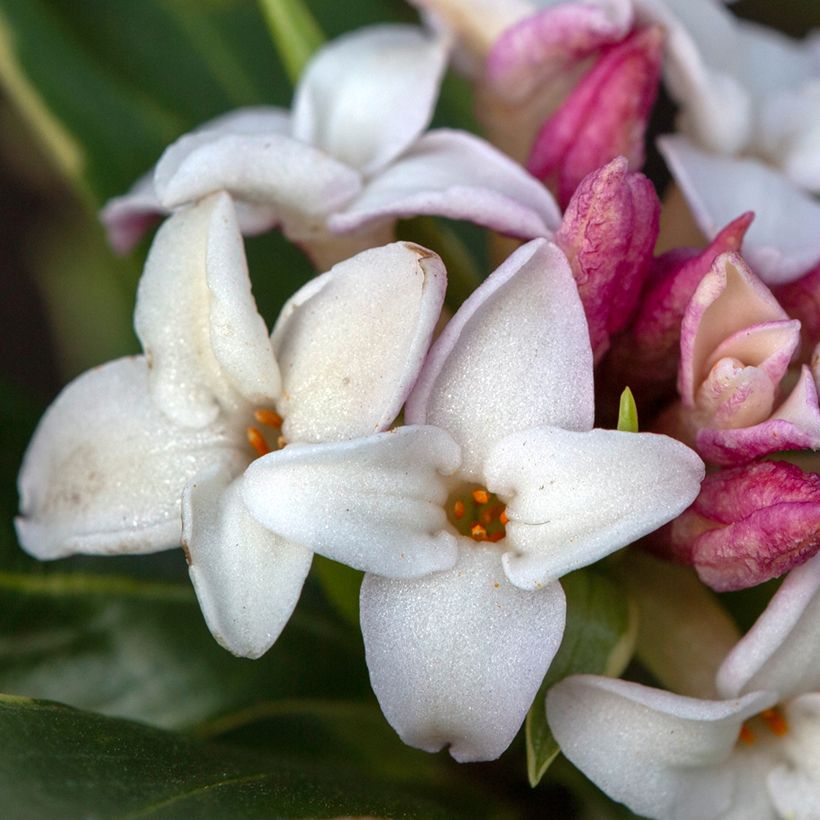 Daphne odora Aureomarginata - Dafne odorosa (Flowering)