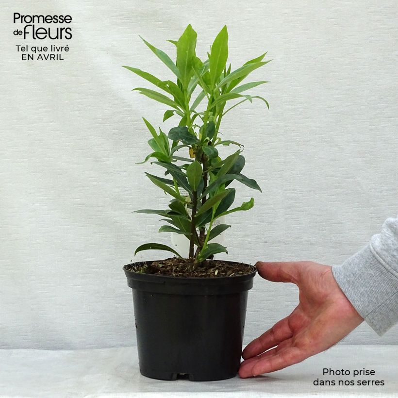 Example of Daphne odora - Dafne odorosa Vaso da 1L/1,5L as you get in printemps