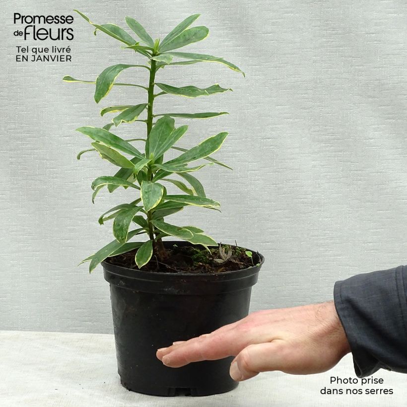 Example of Daphne odora Maejima - Dafne odorosa Vaso da 2L/3L as you get in hiver