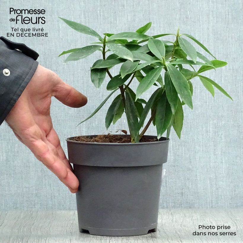 Daphne odora Sweet Amethyst - Dafne odorosa Vaso da 1L/1,5L esemplare consegnato in inverno