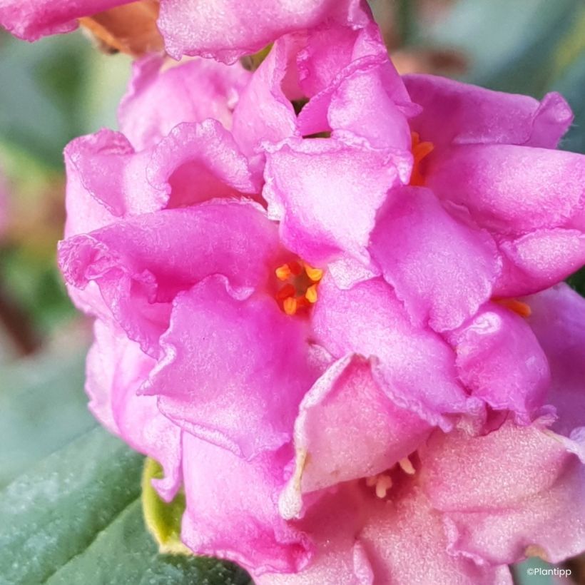 Daphne Sweetheart - Dafne (Fioritura)
