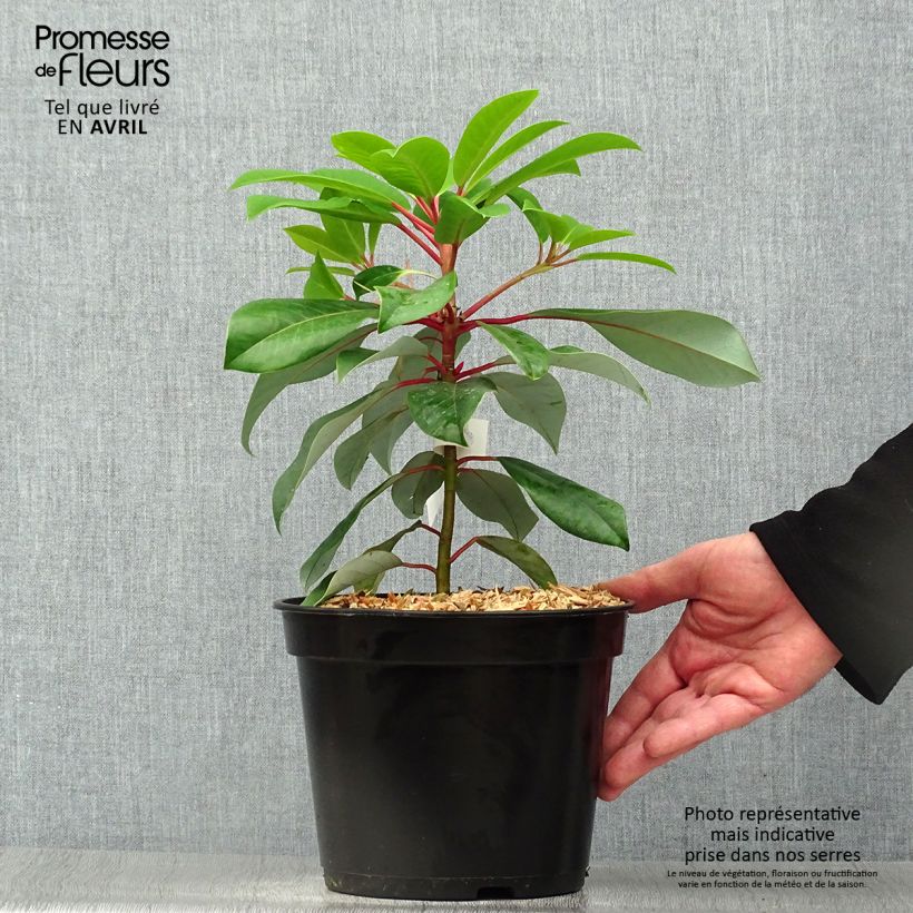 Example of Daphniphyllum himalayense subsp. macropodum Vaso da 2L/3L as you get in printemps