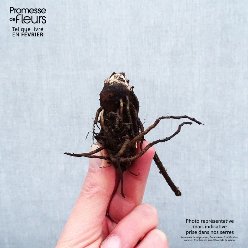 Example of Darmera peltata Piante piccole a radice nuda as you get in hiver