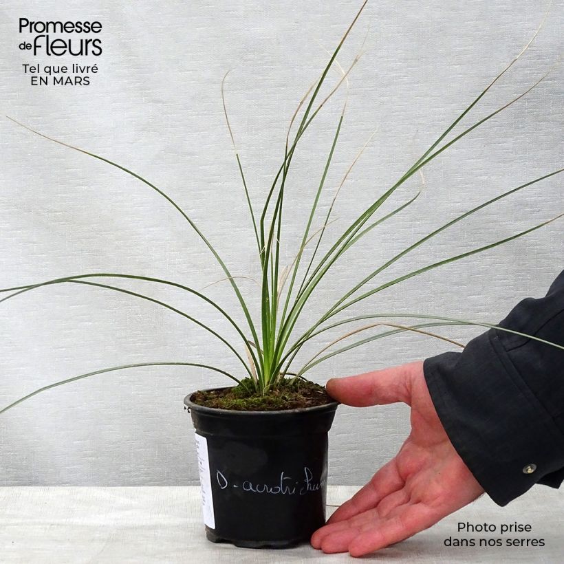Example of Dasylirion acrotrichum Vaso da Ø 12 cm / 13 cm as you get in printemps