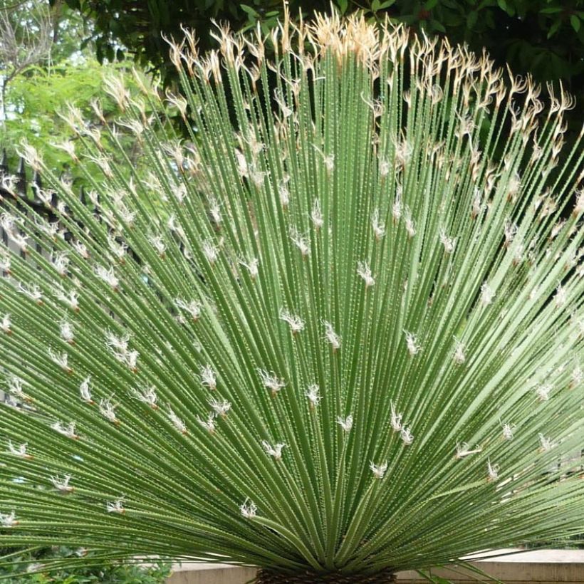 Dasylirion acrotrichum (Foliage)