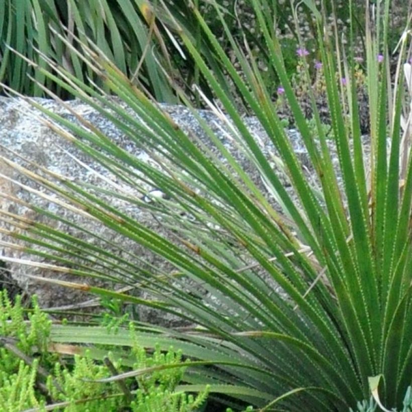 Dasylirion cedrosanum (Foliage)