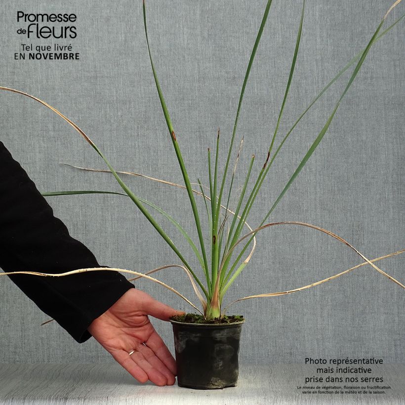 Esemplare di Dasylirion cedrosanum Vaso da Ø 12 cm / 13 cm come consegnato in autunno