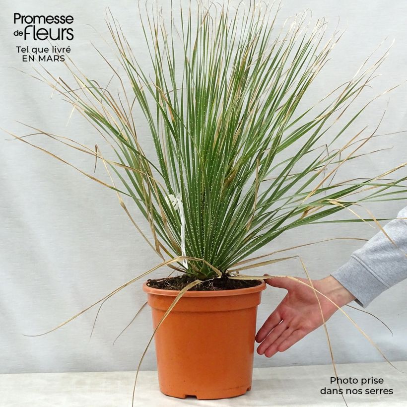 Example of Dasylirion glaucophyllum Vaso da 7,5L/10L as you get in printemps