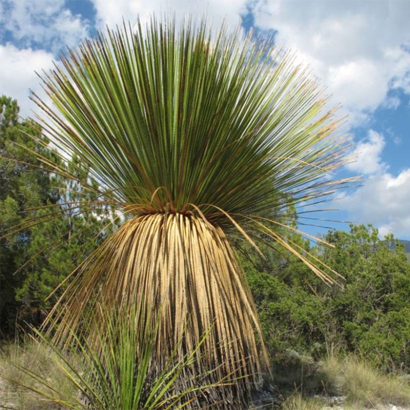 Dasylirion miquihuanensis (Plant habit)