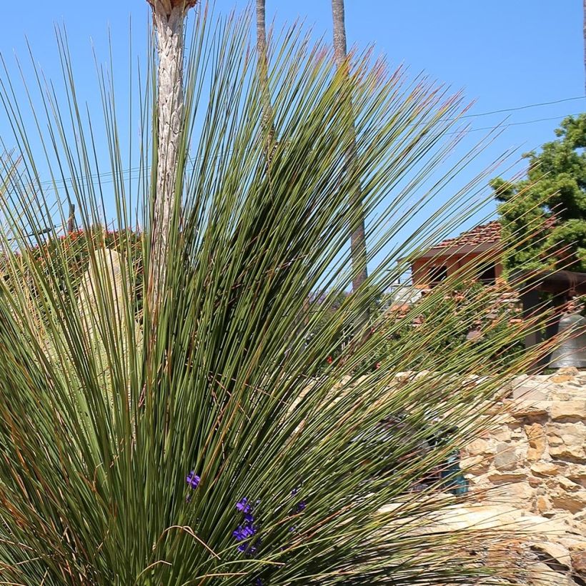 Dasylirion quadrangulatum (Foliage)