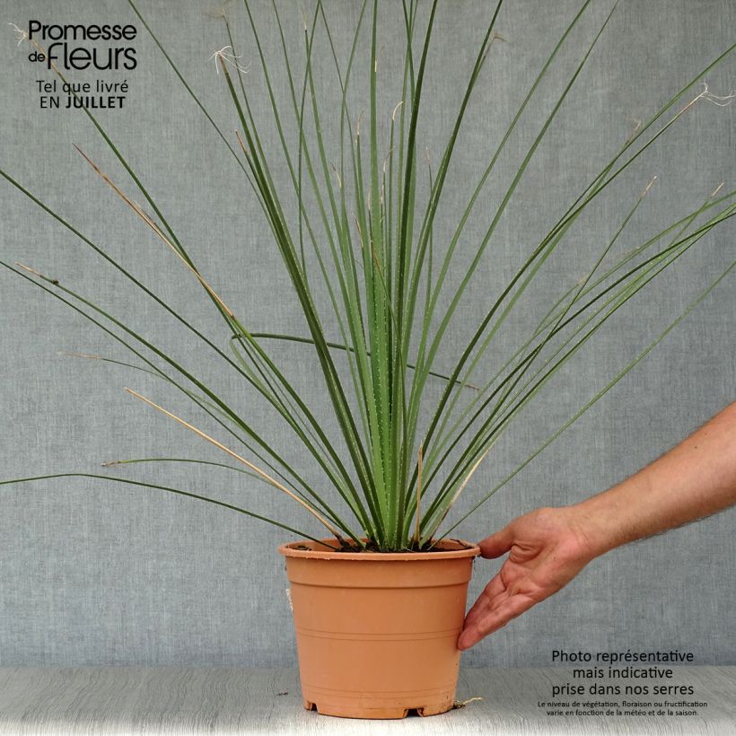 Example of Dasylirion serratifolium Vaso da 12L/15L as you get in ete