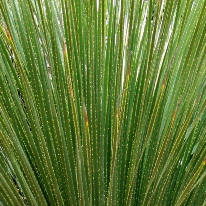 Dasylirion serratifolium (Foliage)