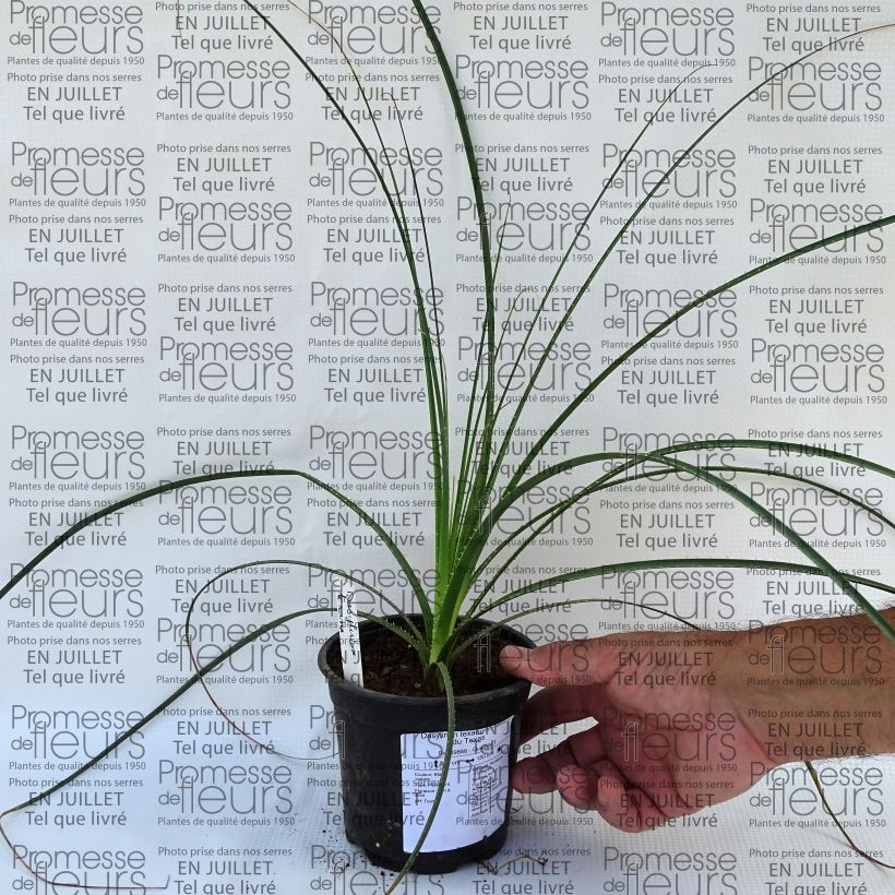 Esemplare di Dasylirion texanum Vaso da Ø 12 cm / 13 cm consegnato in estate