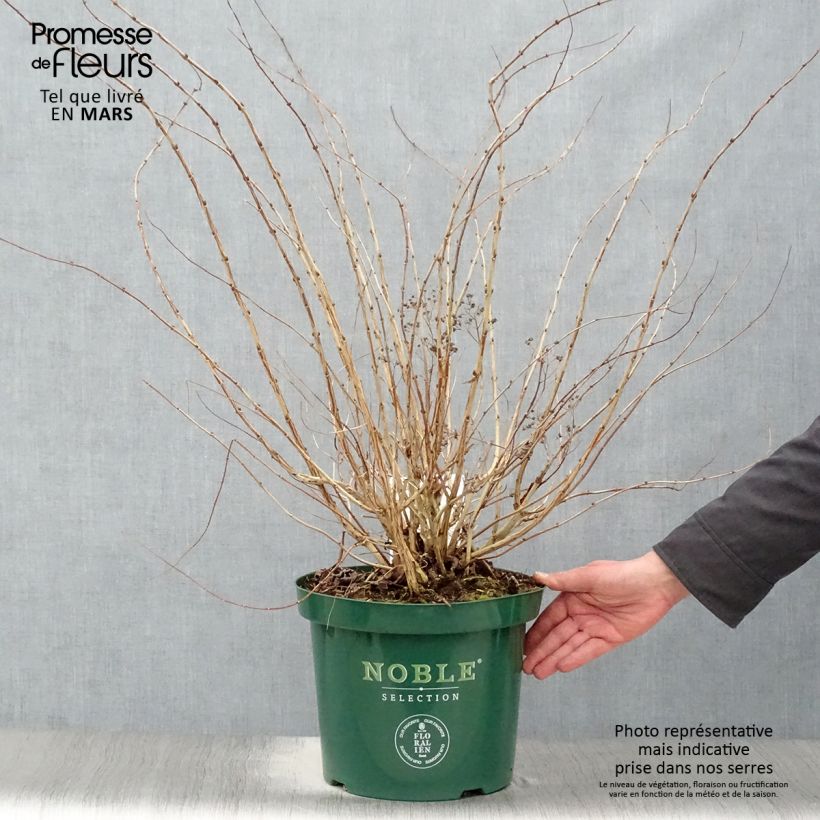 Example of Decaisnea fargesii - Pianta dalle dita blu Vaso da 7,5L/10L as you get in printemps