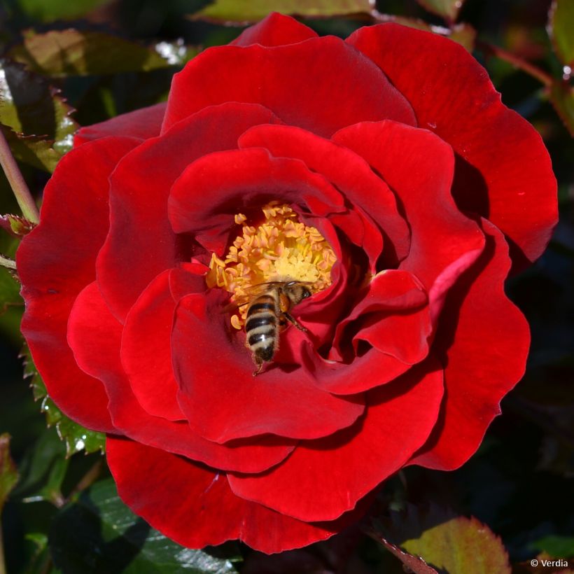 Rosa tappezzante New Vesuvia (Fioritura)