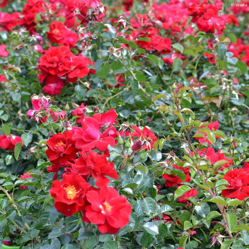 Rosa tappezzante New Vesuvia (Porto)