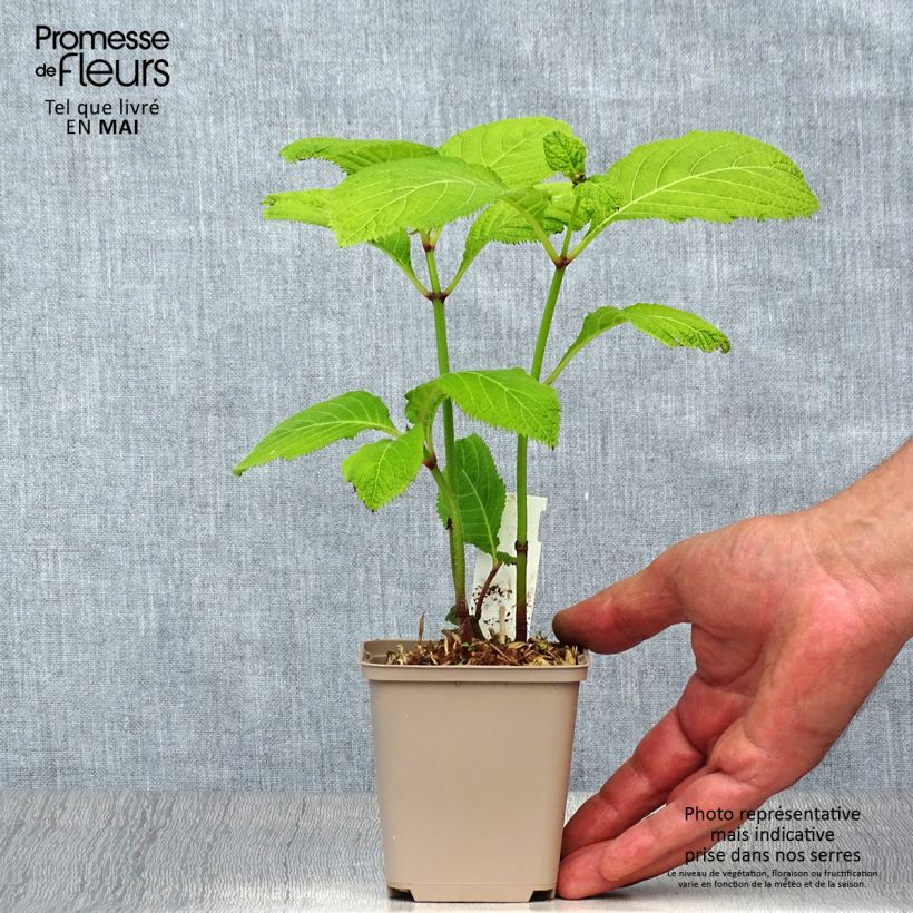 Deinanthe Blue Wonder Vasetto da 8/9 cm esemplare consegnato in primavera