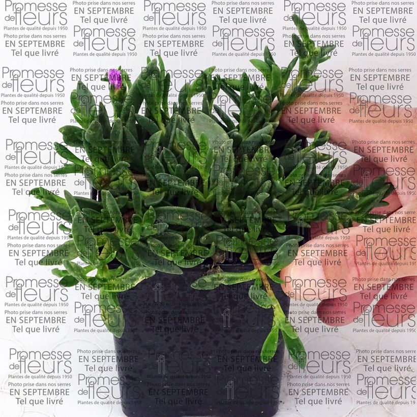 Esempio di esemplare Delosperma Table Mountain - Pourpier vivace  Godet de 7/8 cm come consegnato