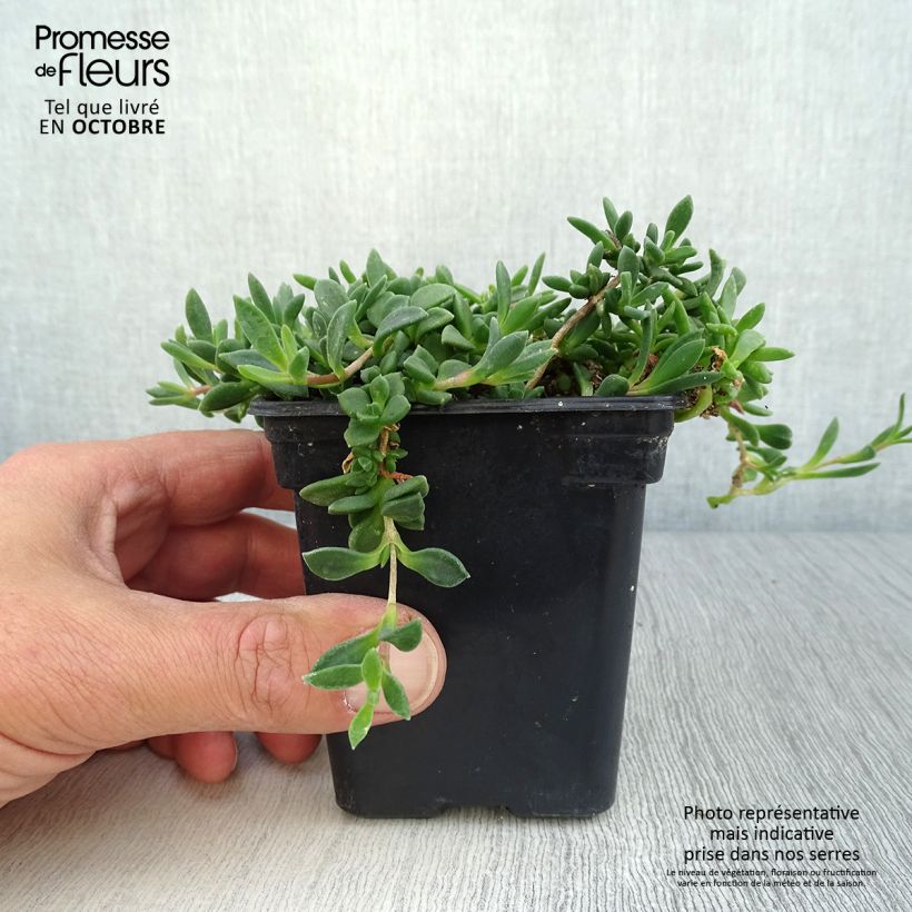 Esemplare di Delosperma cooperi Table Mountain Vasetto da 7/8 cm come consegnato in autunno