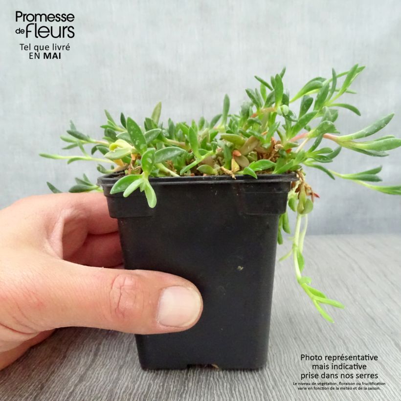 Example of Delosperma cooperi Table Mountain Vasetto da 7/8 cm as you get in printemps